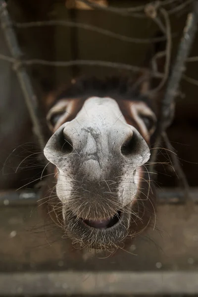 Cara Burro Pluma Cerca — Foto de Stock