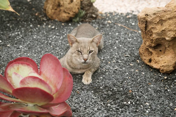 Blind Cat Lying Lawn Animal Protection Concept — Stock Photo, Image