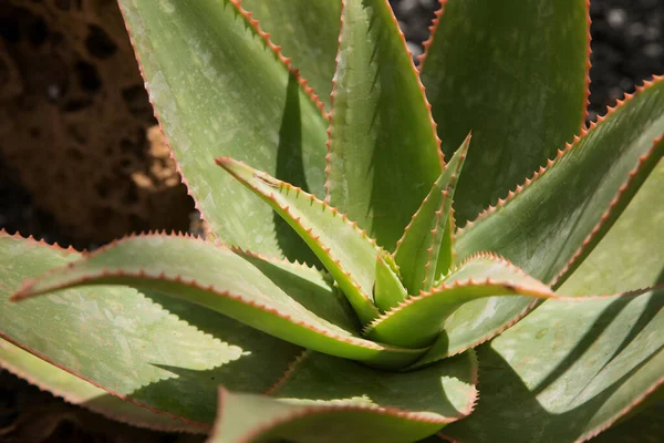 Planta Suculenta Aloe Vera Cerca —  Fotos de Stock