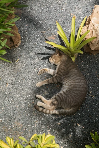 Street Cat Resting Shade Greenery — Stock Photo, Image