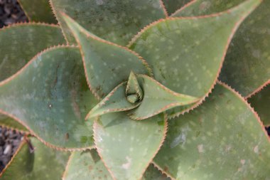 Agave seemanniana fabrikası.