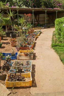 Kuru haldeki farklı bitkilerin filizleri