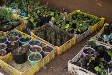 Kuru haldeki farklı bitkilerin filizleri