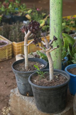 Sempervivum Sanfords bitkisinin fideleri
