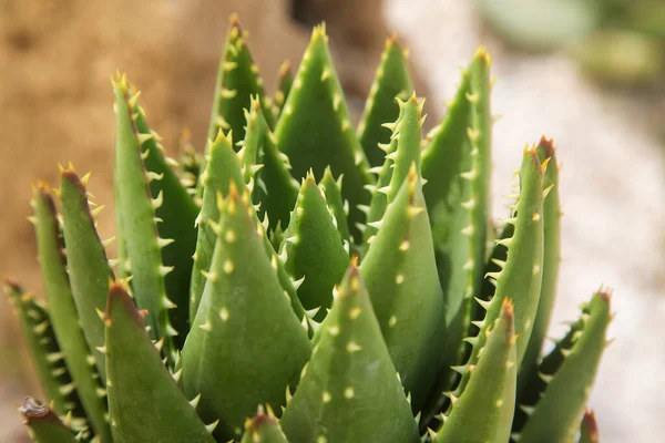 Die Pflanze Aloe Vera Oder Sternkaktus Aloe Barbadensis Mill Aus — Stockfoto