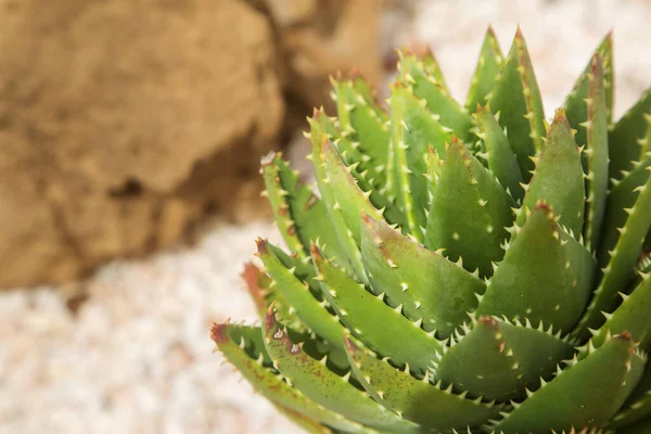 植物アロエベラまたはスターサボテン アロエBarbadensisミル クローズアップ — ストック写真