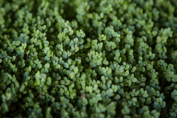 Küçük bitki filizleri, yumuşak odak