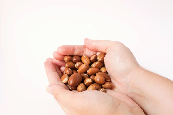 Arganové Ořechy Argania Spinosa Bílém Pozadí Ruce Pro Výrobu Arganového — Stock fotografie