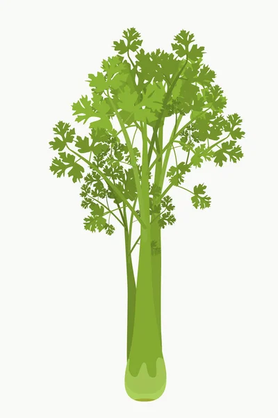 Svazek Čerstvého Celeru Řádný Výživový Koncept — Stockový vektor