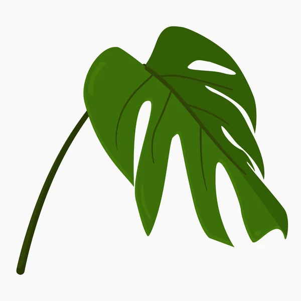 Φύλλο Ενός Φυτού Που Ονομάζεται Monstera — Διανυσματικό Αρχείο