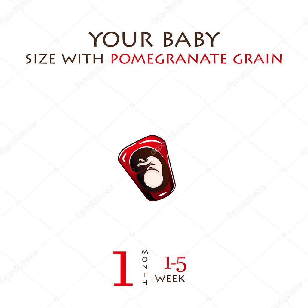 Stages of development of pregnancy, the size of the embryo for w