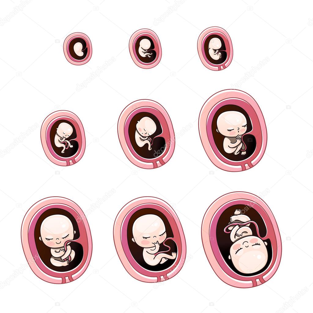 Human fetus inside the womb 1 to 9 months.Vector illustrations