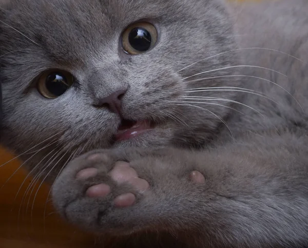 Short Haired British Gray Cat — Stock Photo, Image