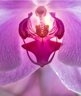 Closeup makro Orhid çiçek