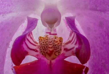 Closeup makro Orhid çiçek