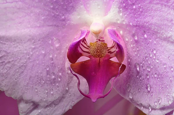 Makro Orhid Blume Großaufnahme — Stockfoto