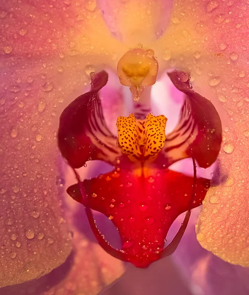 Closeup makro Orhid çiçek