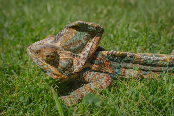 Zelený Chameleon Maskovaný Převzetím Barvy Pozadí Přírody — Stock fotografie