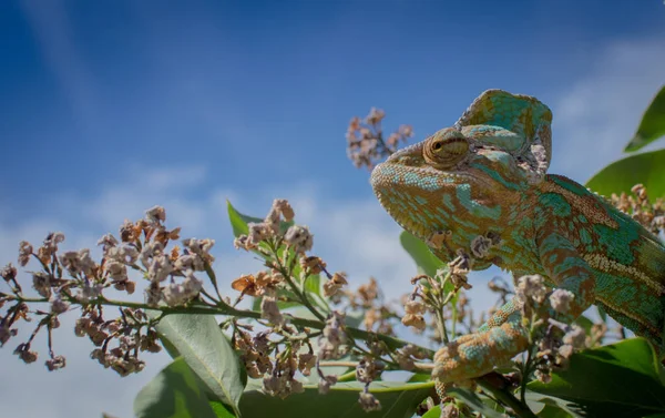 Zelený Chameleon Maskovaný Převzetím Barvy Pozadí Přírody — Stock fotografie