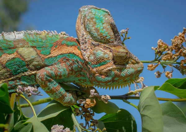 Zelený Chameleon Maskovaný Převzetím Barvy Pozadí Přírody — Stock fotografie
