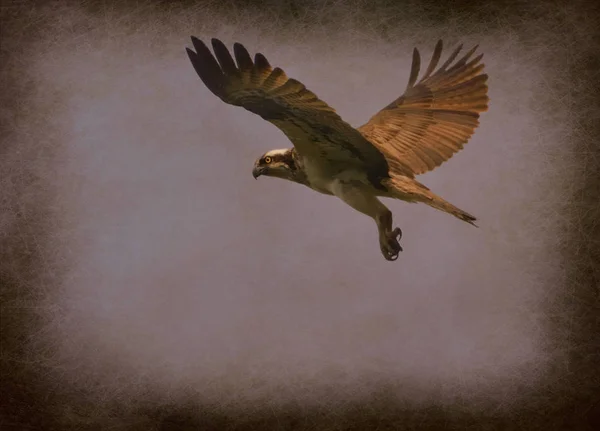 kuşları sorguç ve kahverengi renk arka plan doku