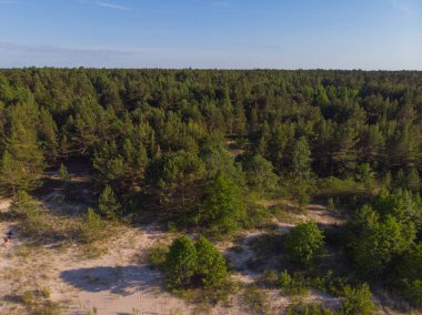 parlak ormanda güneşli gün ve üstten görünüm