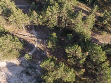 parlak ormanda güneşli gün ve üstten görünüm