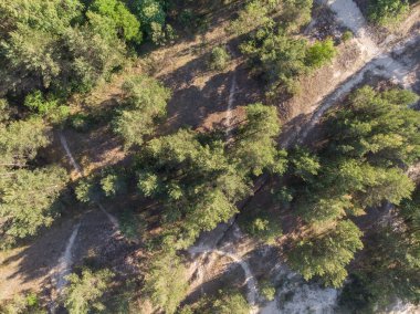 parlak ormanda güneşli gün ve üstten görünüm