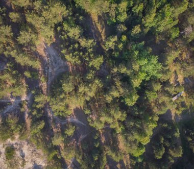 parlak ormanda güneşli gün ve üstten görünüm