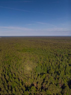 parlak bir ormanda üstten görünüm