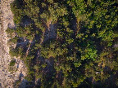 parlak ormanda güneşli gün ve üstten görünüm