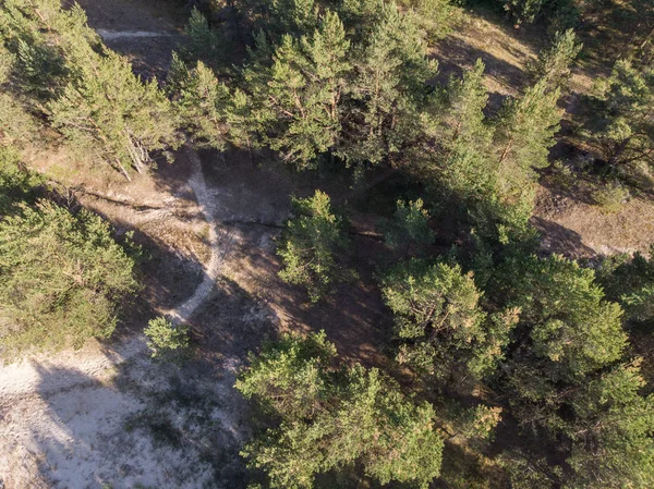 parlak ormanda güneşli gün ve üstten görünüm