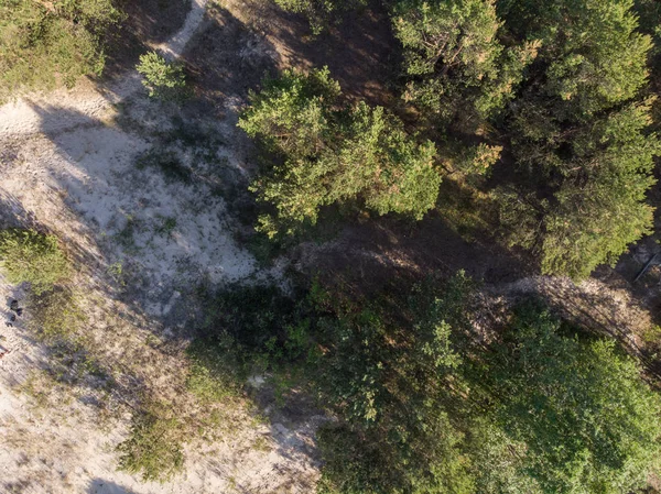 parlak ormanda güneşli gün ve üstten görünüm