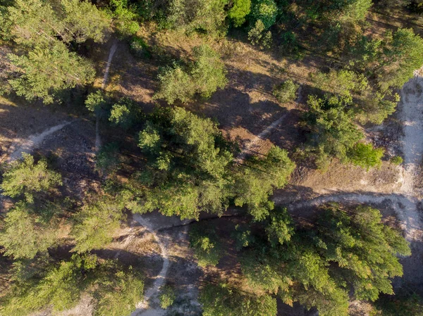 parlak ormanda güneşli gün ve üstten görünüm