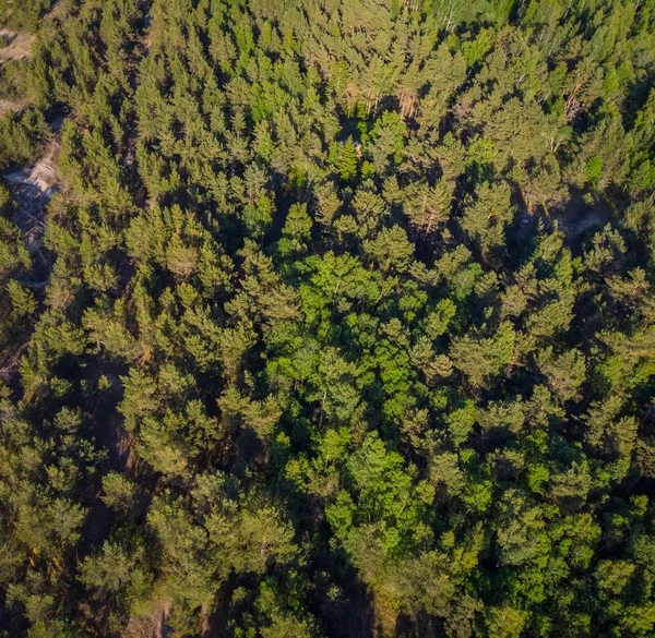 parlak ormanda güneşli gün ve üstten görünüm