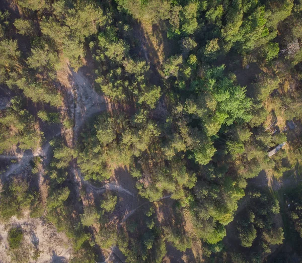 parlak ormanda güneşli gün ve üstten görünüm