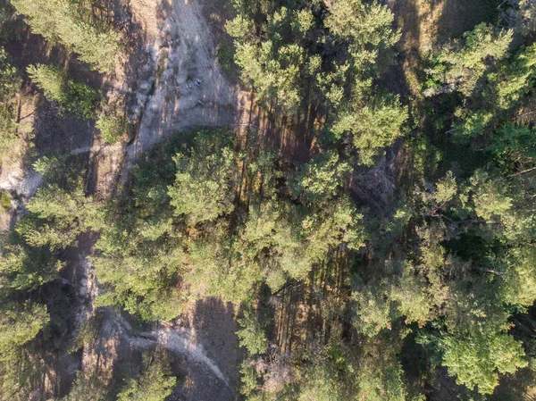 parlak ormanda güneşli gün ve üstten görünüm
