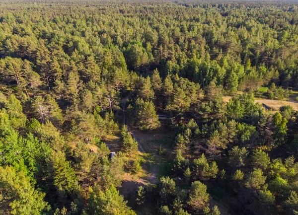 parlak ormanda güneşli gün ve üstten görünüm