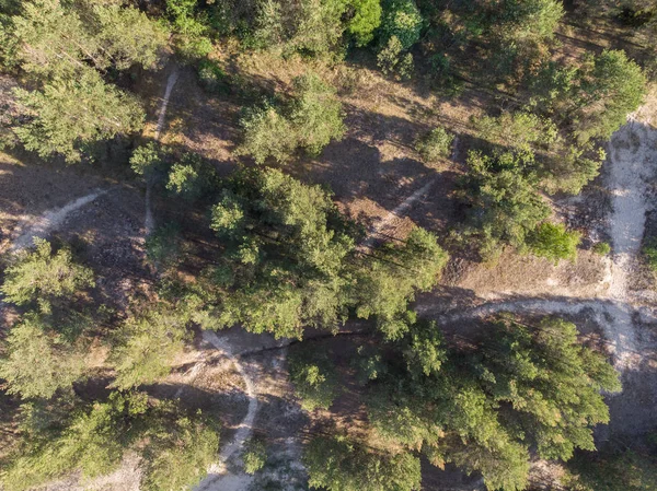 parlak ormanda güneşli gün ve üstten görünüm