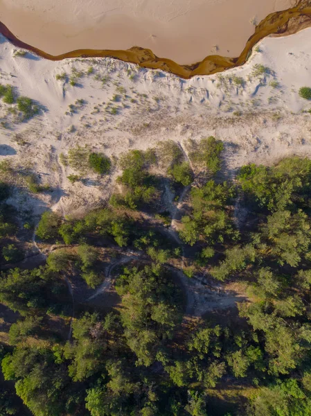 parlak ormanda güneşli gün ve üstten görünüm