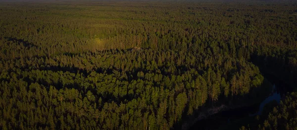 parlak bir ormanda üstten görünüm