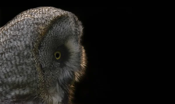 Great Grey Northern Owl Strix Nebulosa Black Background Deep Night — Stock Photo, Image