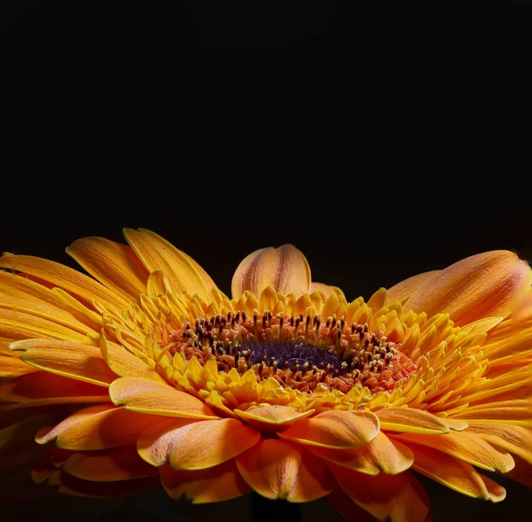 Arka plan ile renkli ve güzel makro gerbera ve Gerbera