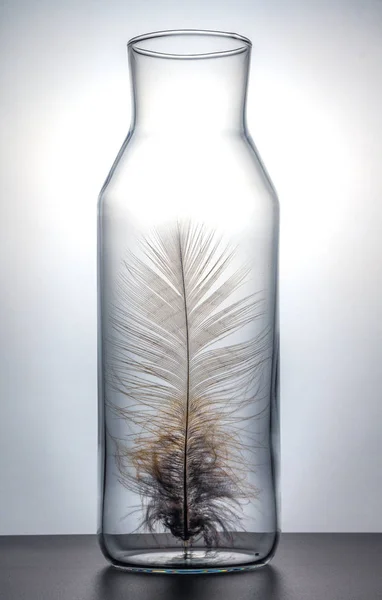 bird feather in bottle of milk on white  background, concept design