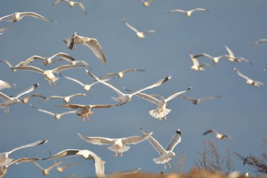 uçan martıları büyük grup