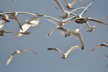 uçan martıları büyük grup