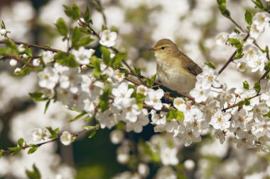 Bunu uçakta çiçekli Erik, herhangi bir amaç için büyük tasarım. Doğa arka plan. İzole kuş. Şirin kuş. Bahçe kuşlar. Parlak renkli bahar çiçekleri.