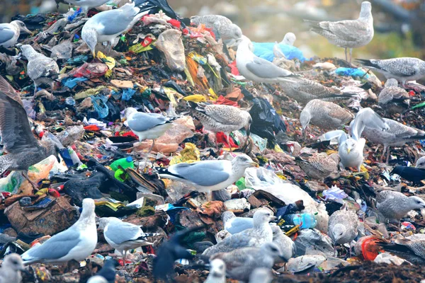lot of many sea gulls   in city garbage dump search and catching food