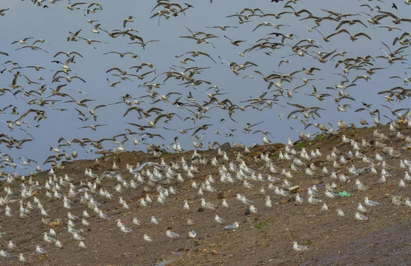 Muitas Gaivotas Voadoras Assentos Céu Terra — Fotografia de Stock