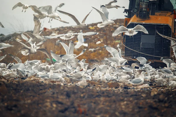 lot of many sea gulls   in city garbage dump search and catching food